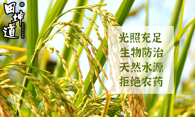田坤道：绿色种植，引领生态粮油新潮流