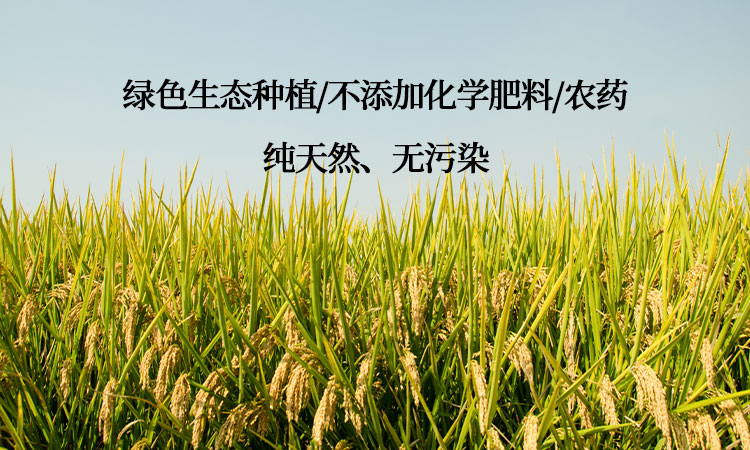 田坤道：用天然力量打造生态粮油品牌典范